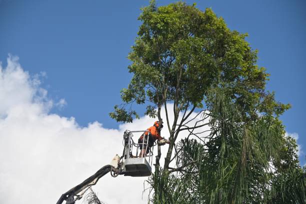 How Our Tree Care Process Works  in  Seneca Knolls, NY